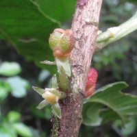 Agrostistachys indica Dalzell